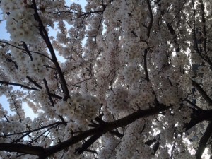 niigata sakura